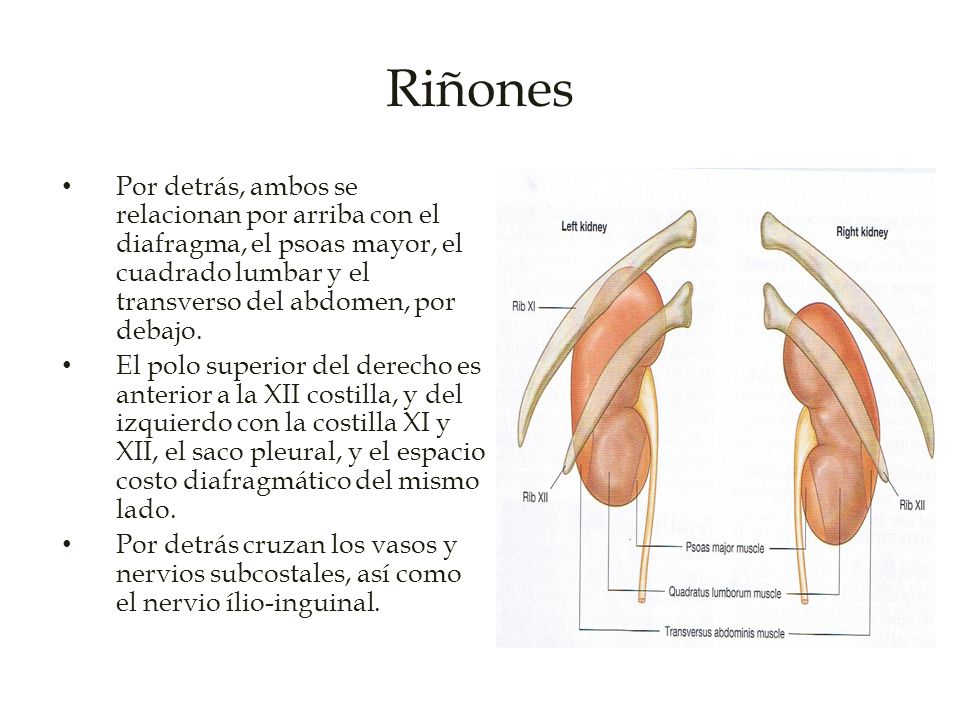 Riñones Por detrás, ambos se relacionan por arriba con el diafragma, el psoas mayor, el cuadrado lumbar y el transverso del abdomen, por debajo.
