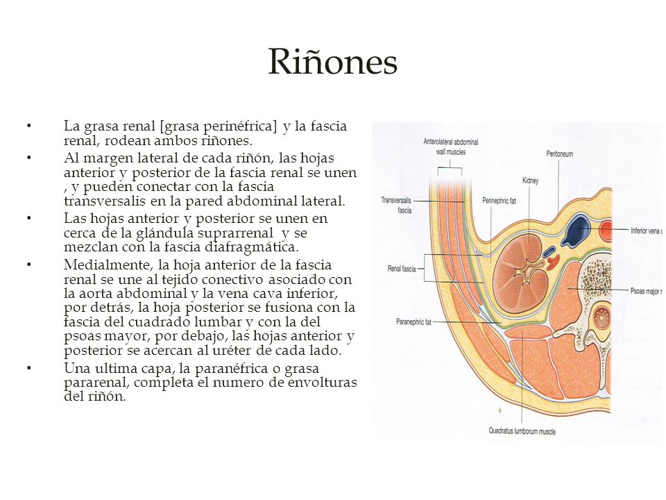 Riñones La grasa renal [grasa perinéfrica] y la fascia renal, rodean ambos riñones.