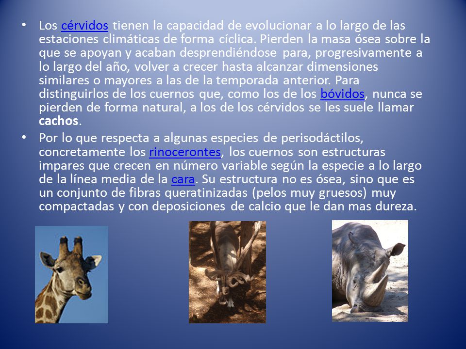 Los cérvidos tienen la capacidad de evolucionar a lo largo de las estaciones climáticas de forma cíclica. Pierden la masa ósea sobre la que se apoyan y acaban desprendiéndose para, progresivamente a lo largo del año, volver a crecer hasta alcanzar dimensiones similares o mayores a las de la temporada anterior. Para distinguirlos de los cuernos que, como los de los bóvidos, nunca se pierden de forma natural, a los de los cérvidos se les suele llamar cachos.
