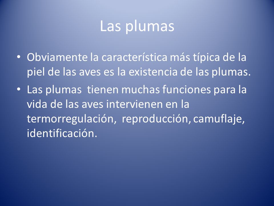 Las plumas Obviamente la característica más típica de la piel de las aves es la existencia de las plumas.