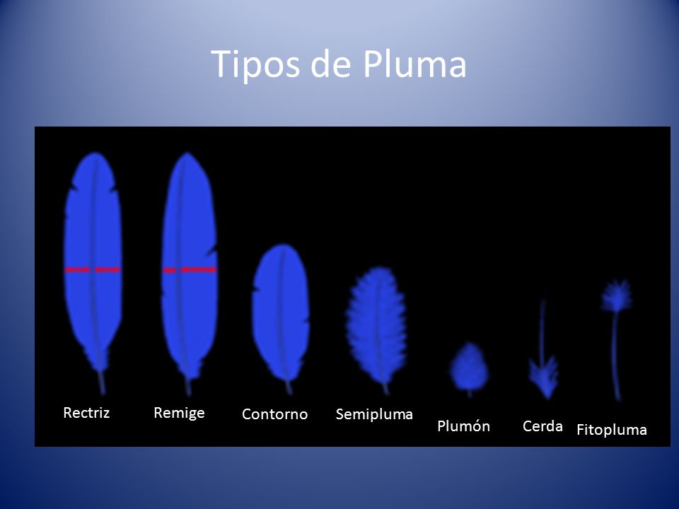 Tipos de Pluma Rectriz Remige Contorno Semipluma Plumón Cerda