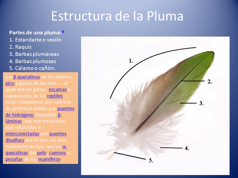 Estructura de la Pluma Partes de una pluma:4 1. Estandarte o vexilo 2. Raquis 3. Barbas plumáceas 4. Barbas plumosas 5. Cálamo o cañón.