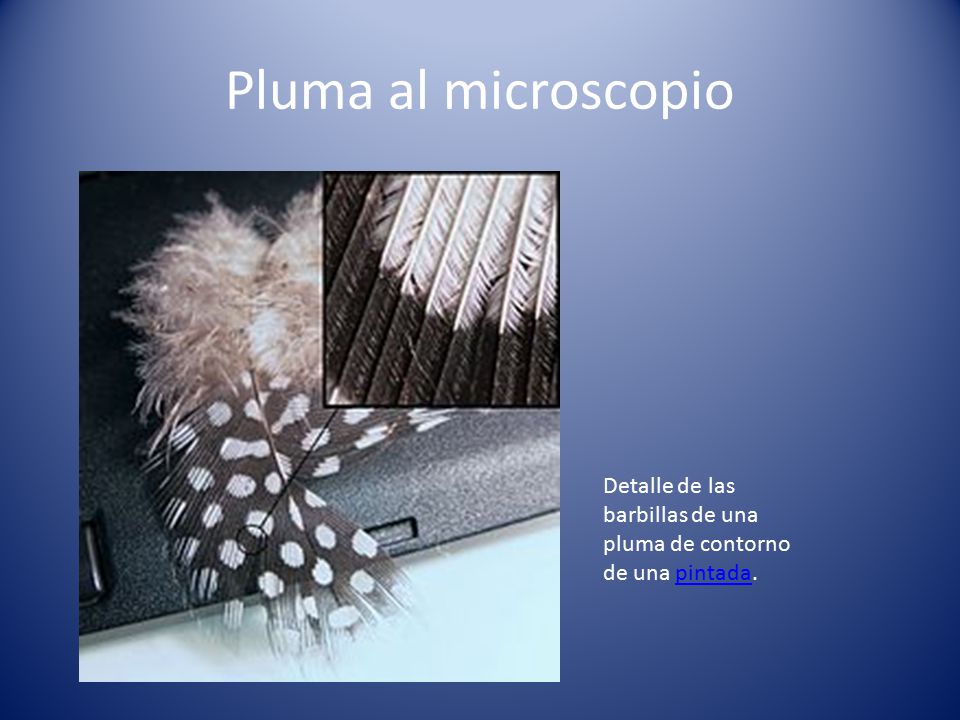 Pluma al microscopio Detalle de las barbillas de una pluma de contorno de una pintada.