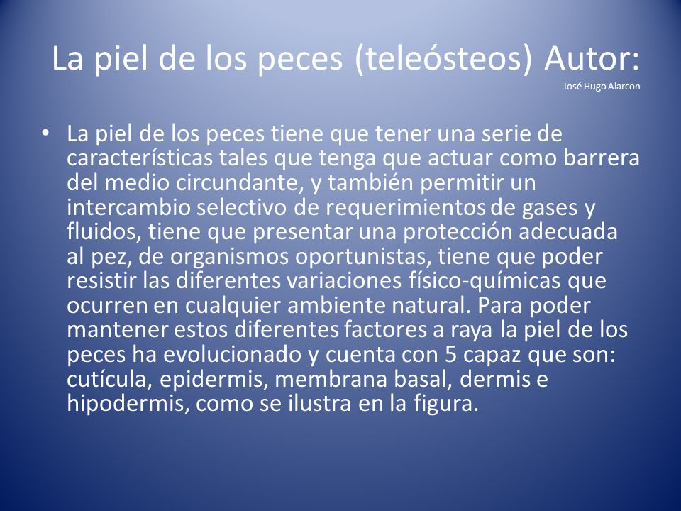 La piel de los peces (teleósteos) Autor: José Hugo Alarcon
