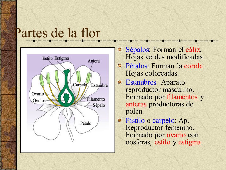 Partes de la flor Sépalos: Forman el cáliz. Hojas verdes modificadas.
