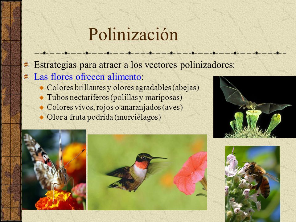 Polinización Estrategias para atraer a los vectores polinizadores: