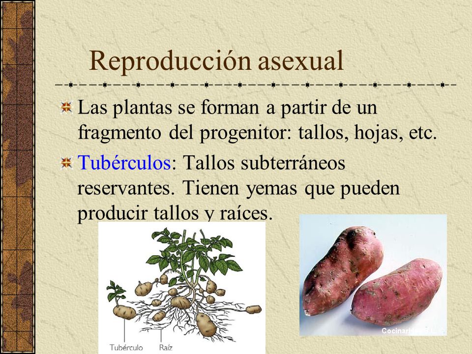 Reproducción asexual Las plantas se forman a partir de un fragmento del progenitor: tallos, hojas, etc.