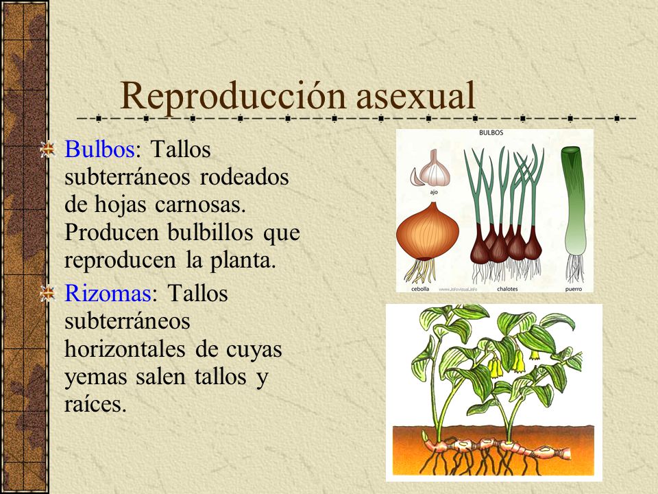 Reproducción asexual Bulbos: Tallos subterráneos rodeados de hojas carnosas. Producen bulbillos que reproducen la planta.
