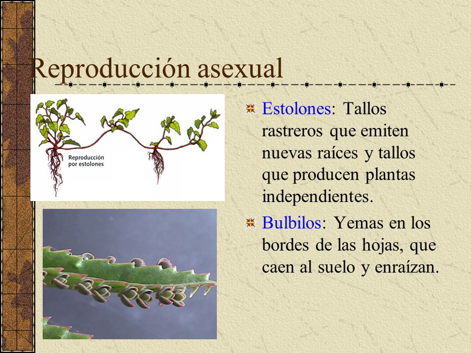 Reproducción asexual Estolones: Tallos rastreros que emiten nuevas raíces y tallos que producen plantas independientes.