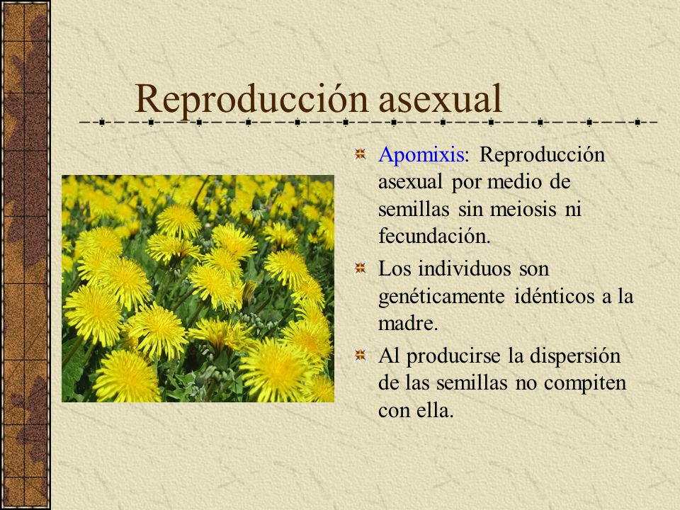 Reproducción asexual Apomixis: Reproducción asexual por medio de semillas sin meiosis ni fecundación.