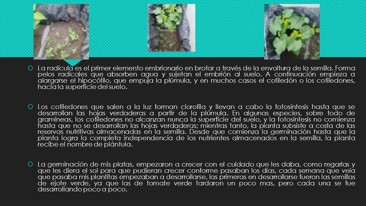 La radícula es el primer elemento embrionario en brotar a través de la envoltura de la semilla. Forma pelos radicales que absorben agua y sujetan el embrión al suelo. A continuación empieza a alargarse el hipocótilo, que empuja la plúmula, y en muchos casos el cotiledón o los cotiledones, hacia la superficie del suelo.