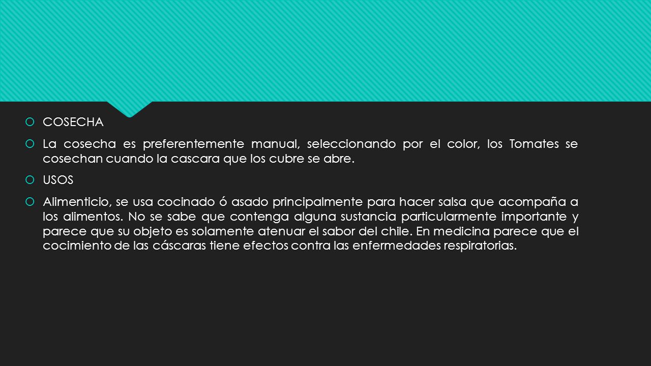 COSECHA La cosecha es preferentemente manual, seleccionando por el color, los Tomates se cosechan cuando la cascara que los cubre se abre.