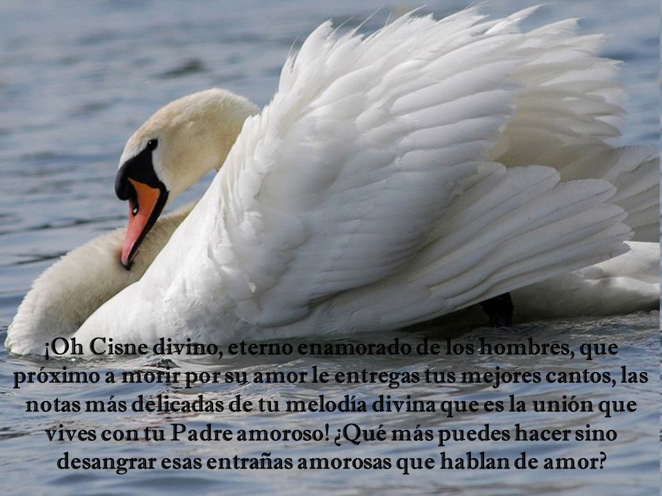 ¡Oh Cisne divino, eterno enamorado de los hombres, que próximo a morir por su amor le entregas tus mejores cantos, las notas más delicadas de tu melodía divina que es la unión que vives con tu Padre amoroso.