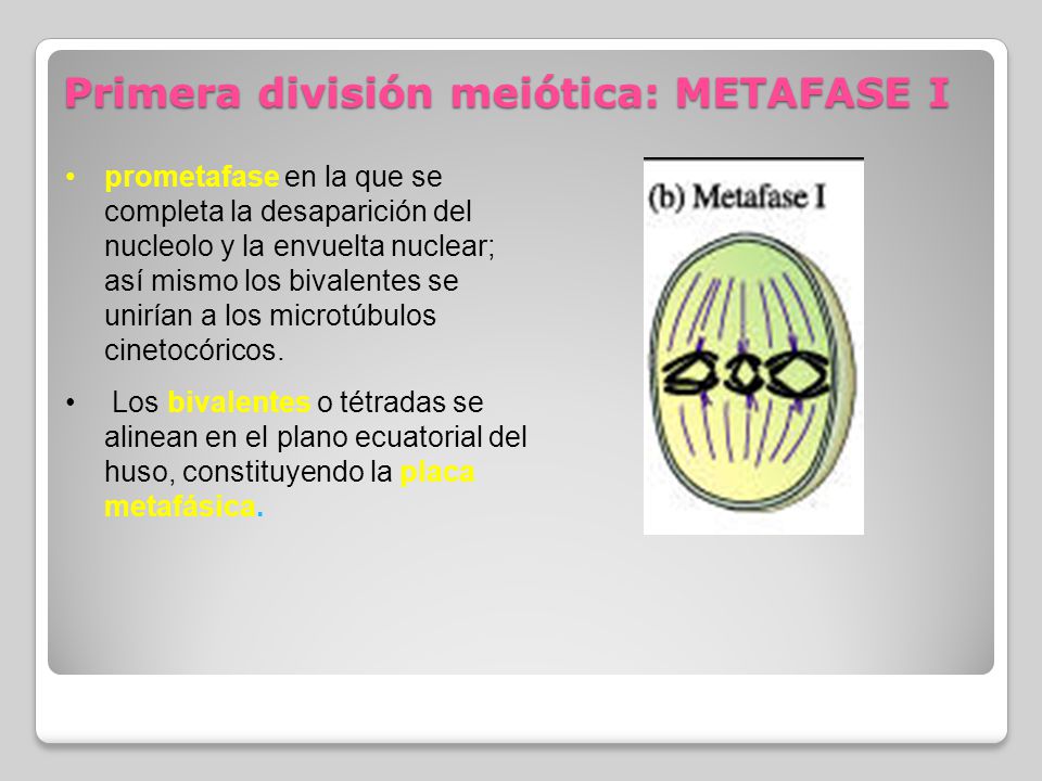 Primera división meiótica: METAFASE I