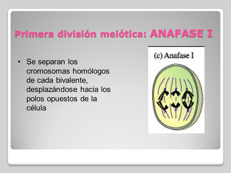 Primera división meiótica: ANAFASE I