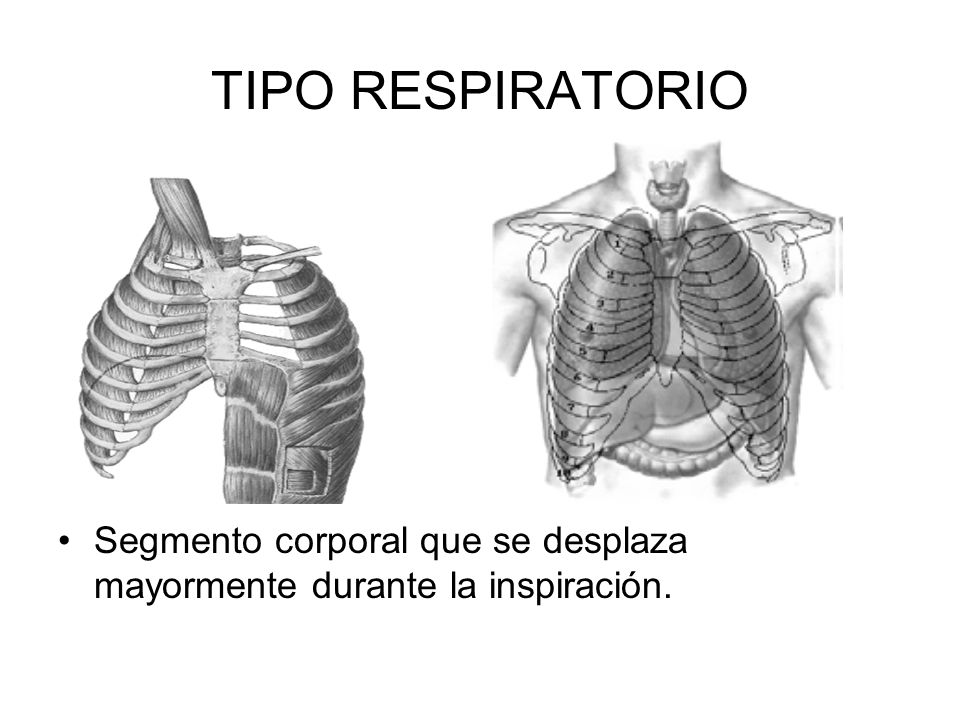 TIPO RESPIRATORIO Segmento corporal que se desplaza mayormente durante la inspiración.