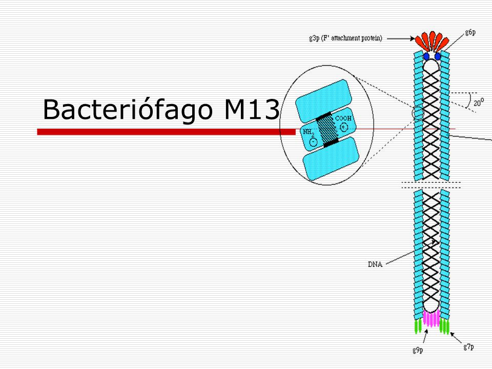 Bacteriófago M13 These phages are about 900nm long and 9nm in diameter and the particles contain 5 proteins.