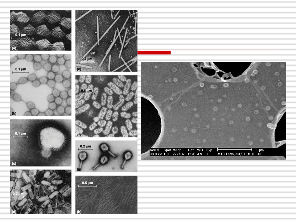 a) Adenovirus b) Rotavirus. c) Influenza virus. d) Vesicular stomatitis virus. e) Tobacco mosaic virus.