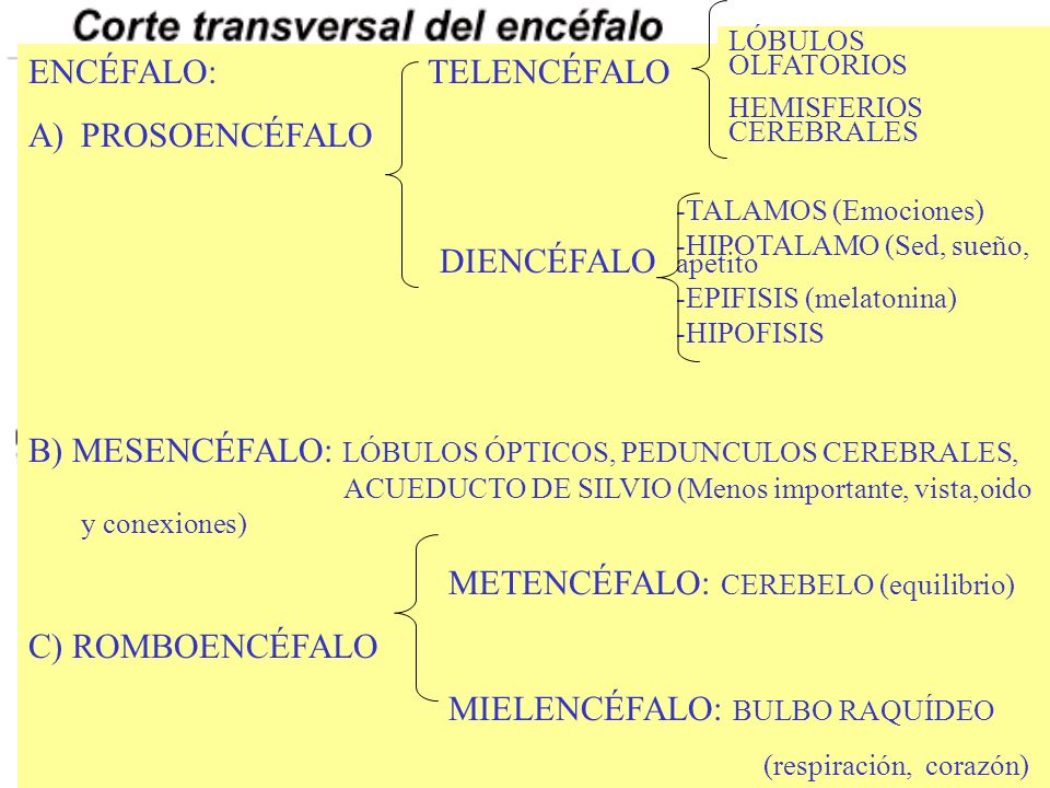 ENCÉFALO: TELENCÉFALO PROSOENCÉFALO