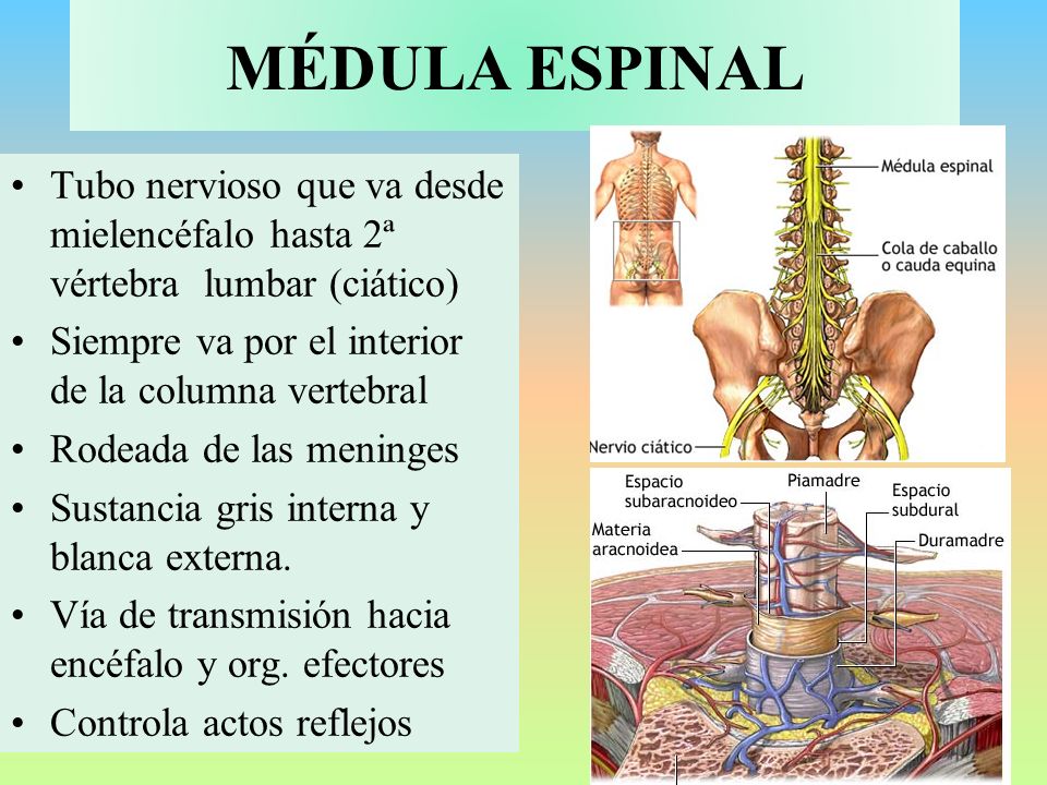 MÉDULA ESPINAL Tubo nervioso que va desde mielencéfalo hasta 2ª vértebra lumbar (ciático) Siempre va por el interior de la columna vertebral.