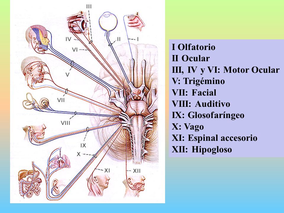 I Olfatorio II Ocular. III, IV y VI: Motor Ocular. V: Trigémino. VII: Facial. VIII: Auditivo. IX: Glosofaríngeo.