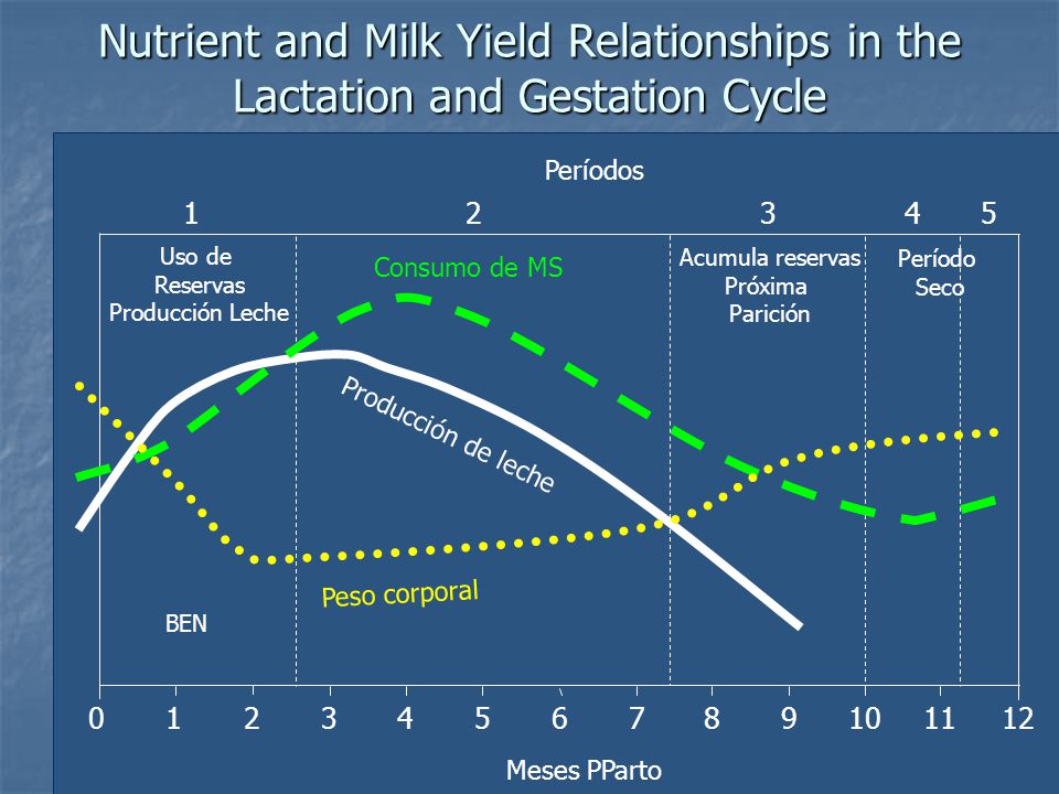 Nutrient and Milk Yield Relationships in the Lactation and Gestation Cycle