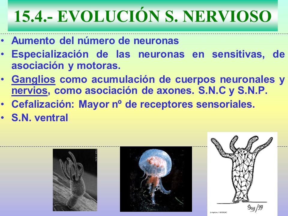 EVOLUCIÓN S. NERVIOSO Aumento del número de neuronas