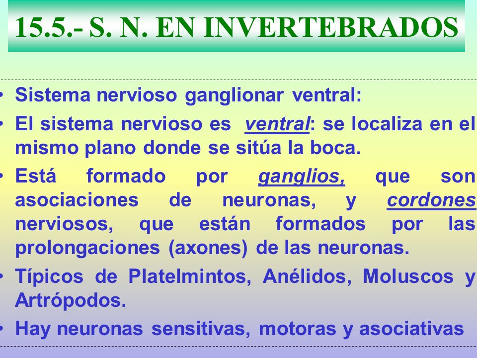 S. N. EN INVERTEBRADOS Sistema nervioso ganglionar ventral:
