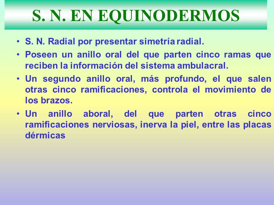 S. N. EN EQUINODERMOS S. N. Radial por presentar simetría radial.