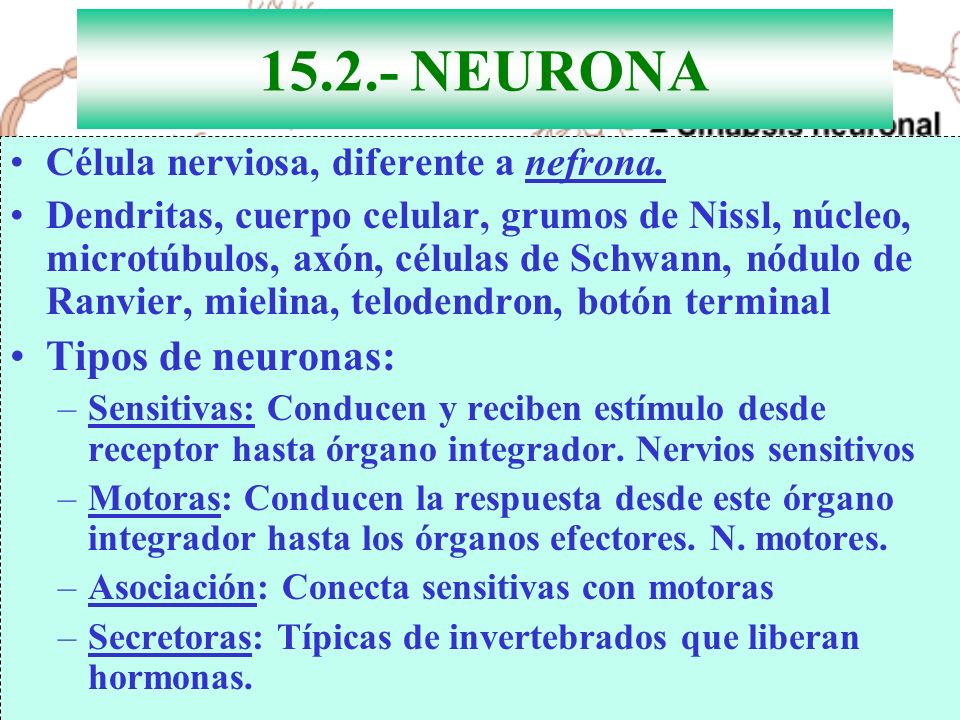 NEURONA Tipos de neuronas: