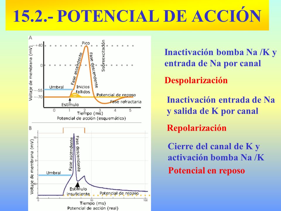 POTENCIAL DE ACCIÓN Inactivación bomba Na /K y entrada de Na por canal. Despolarización. Inactivación entrada de Na y salida de K por canal.