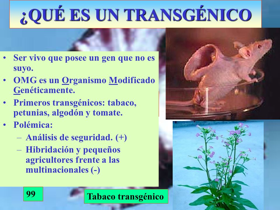 ¿QUÉ ES UN TRANSGÉNICO Ser vivo que posee un gen que no es suyo.