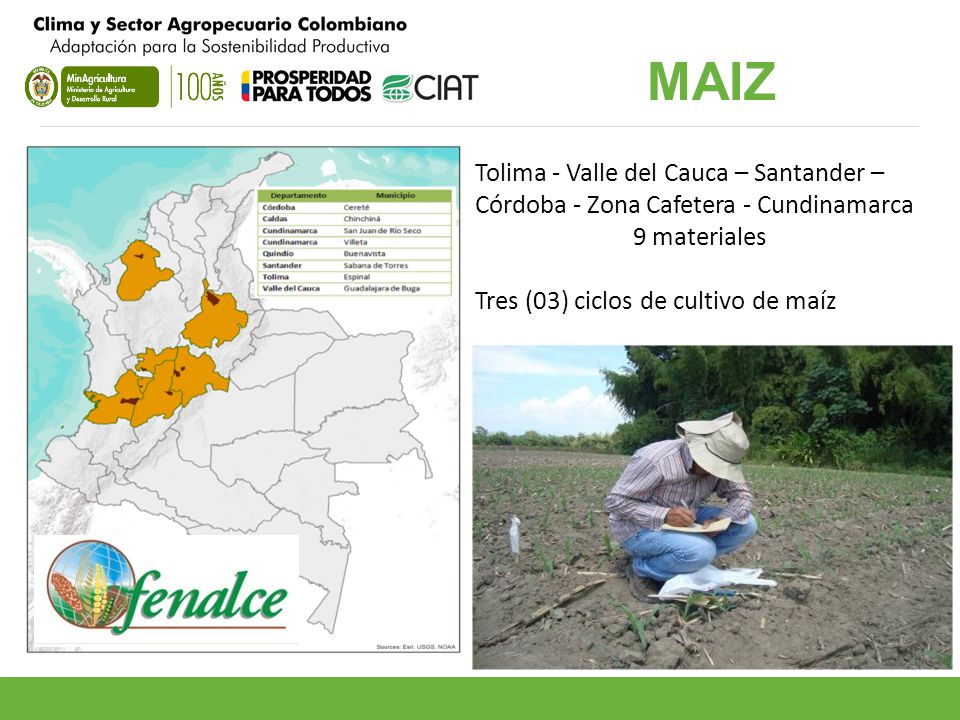 MAIZ Tolima - Valle del Cauca – Santander – Córdoba - Zona Cafetera - Cundinamarca.