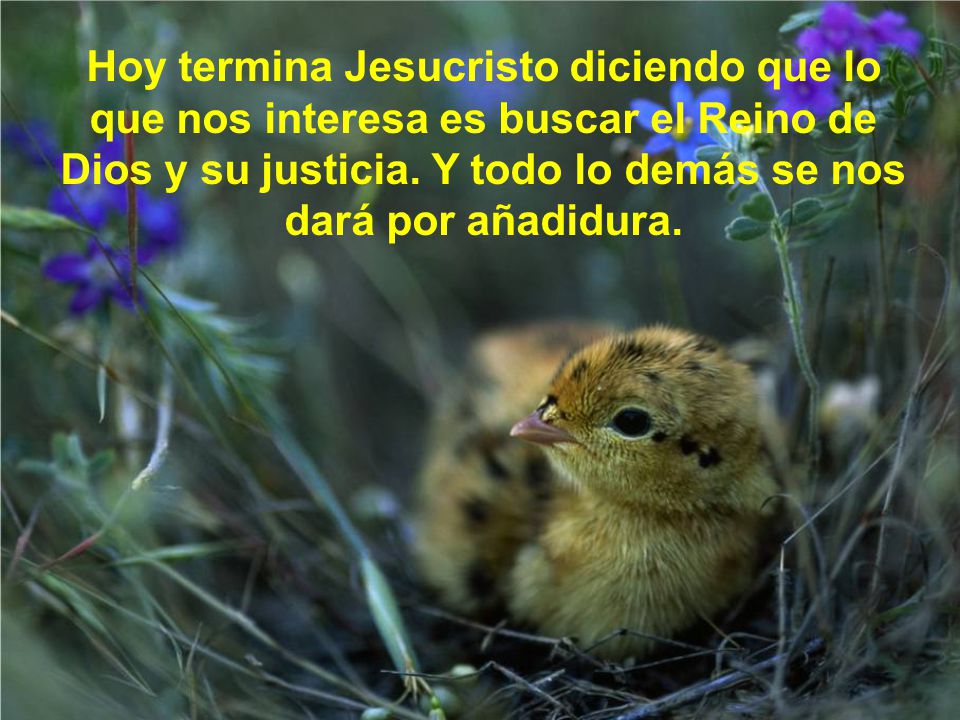 Hoy termina Jesucristo diciendo que lo que nos interesa es buscar el Reino de Dios y su justicia.