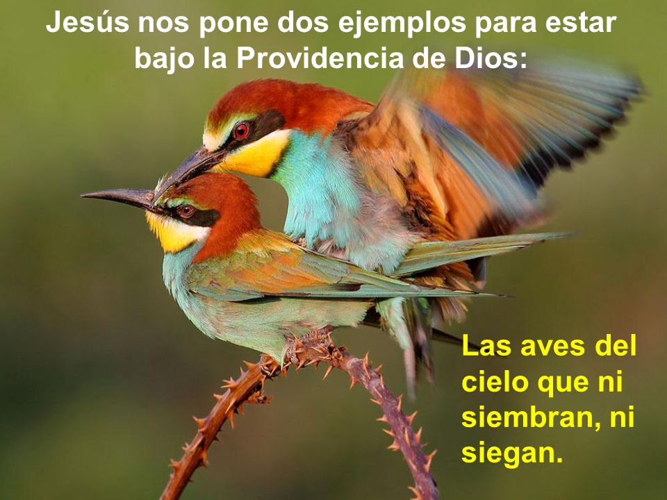 Jesús nos pone dos ejemplos para estar bajo la Providencia de Dios: