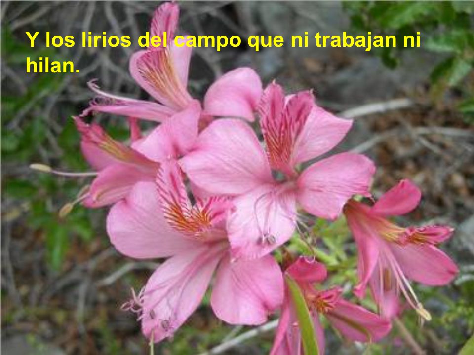 Y los lirios del campo que ni trabajan ni hilan.
