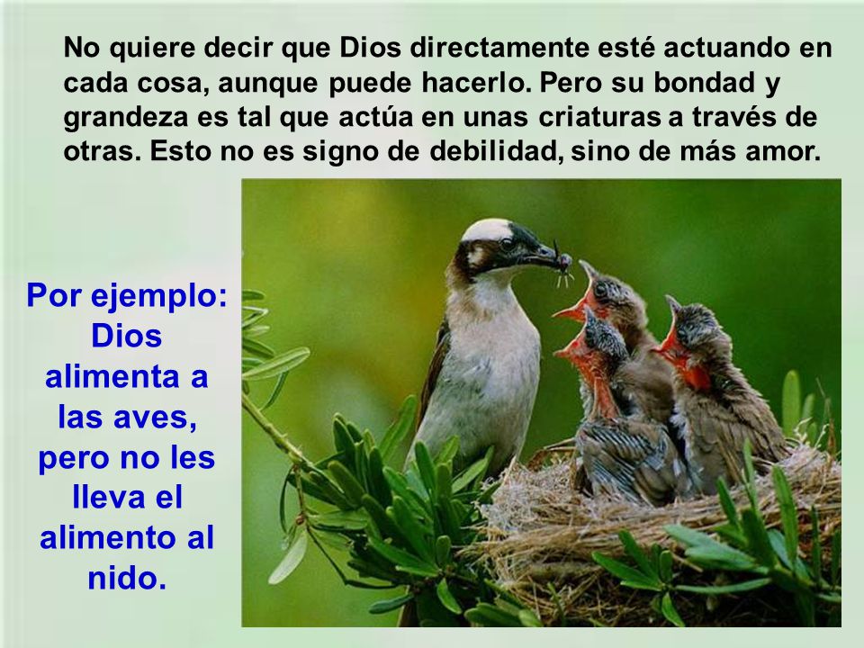 No quiere decir que Dios directamente esté actuando en cada cosa, aunque puede hacerlo. Pero su bondad y grandeza es tal que actúa en unas criaturas a través de otras. Esto no es signo de debilidad, sino de más amor.
