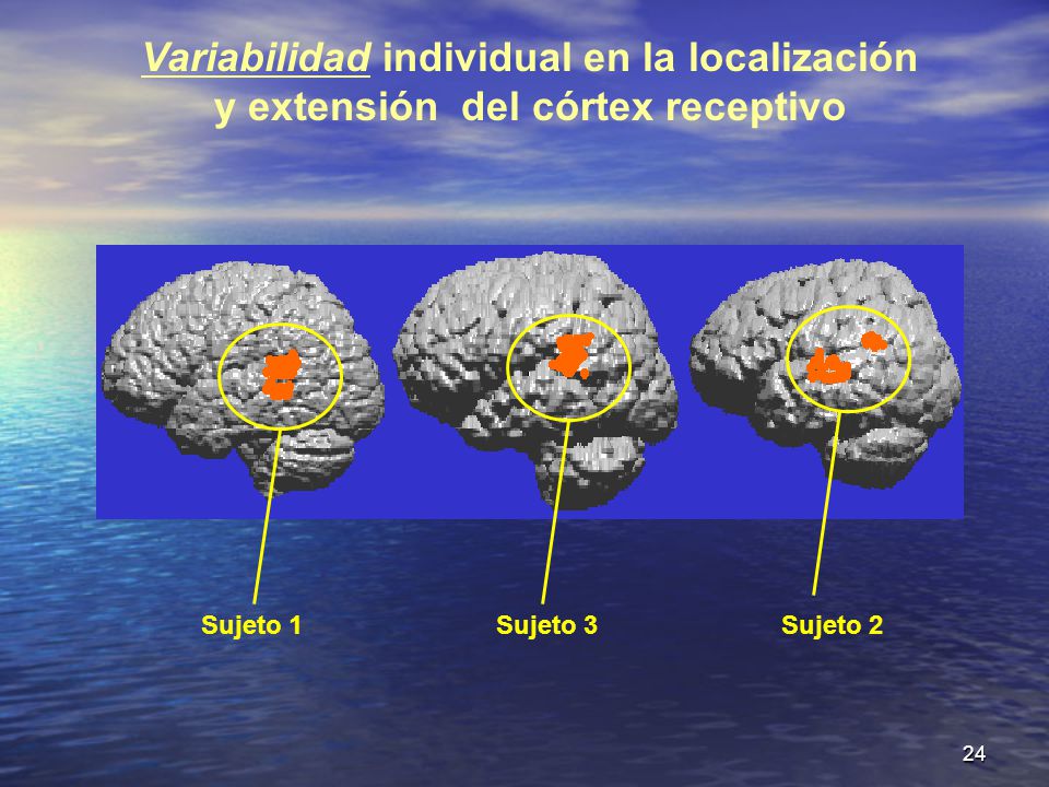 Variabilidad individual en la localización y extensión del córtex receptivo