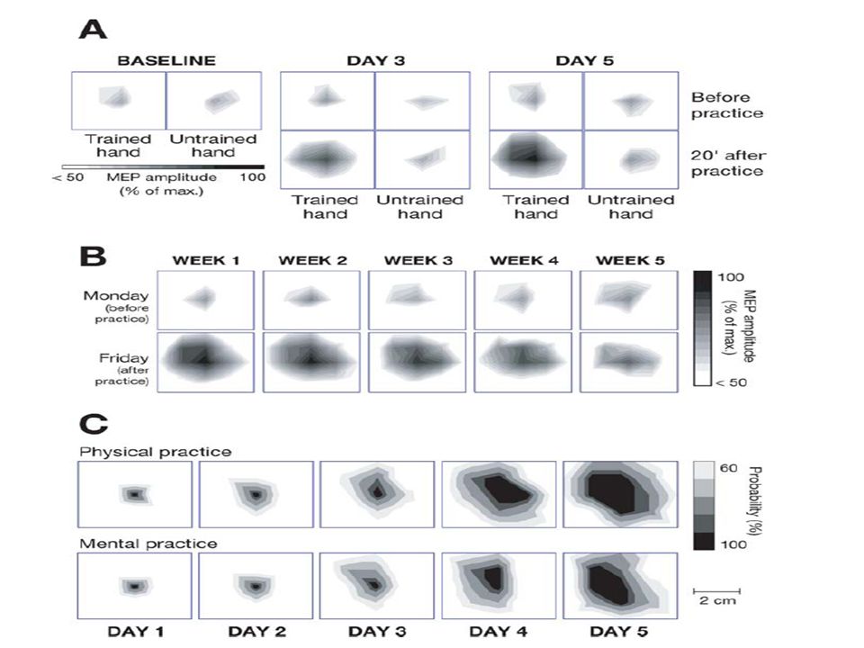 Figure 1 Changes in cortical output maps associated with learning a five-finger exercise on the piano (modified.