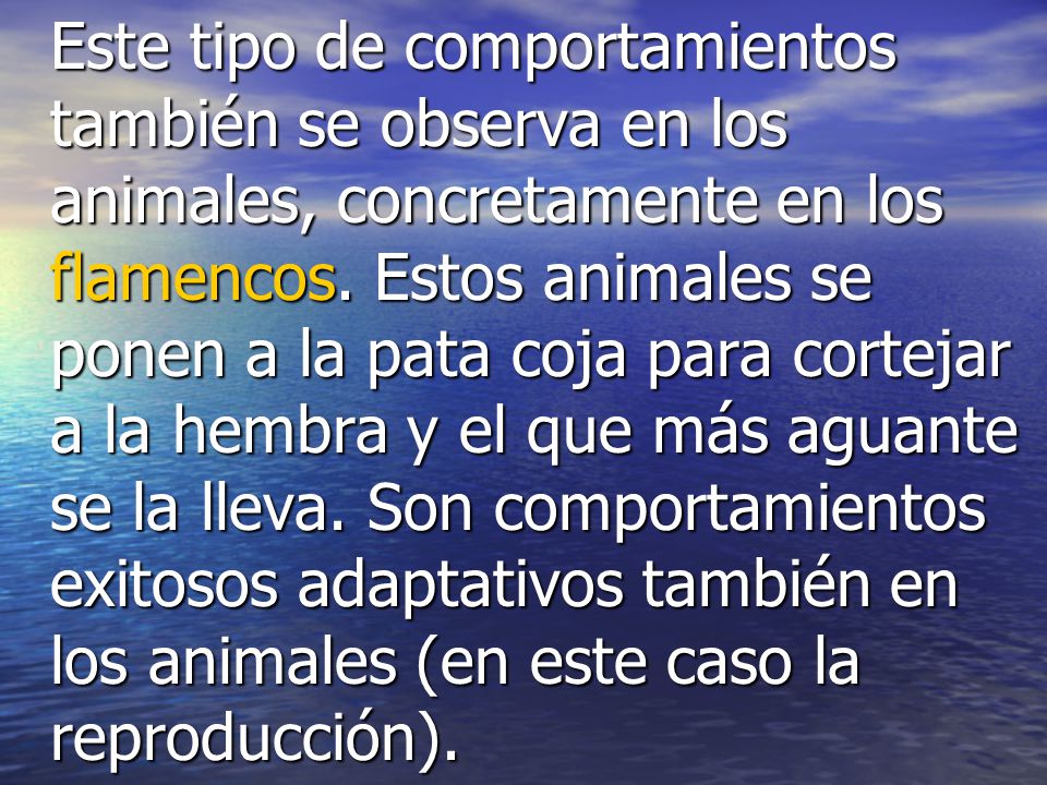 Este tipo de comportamientos también se observa en los animales, concretamente en los flamencos.