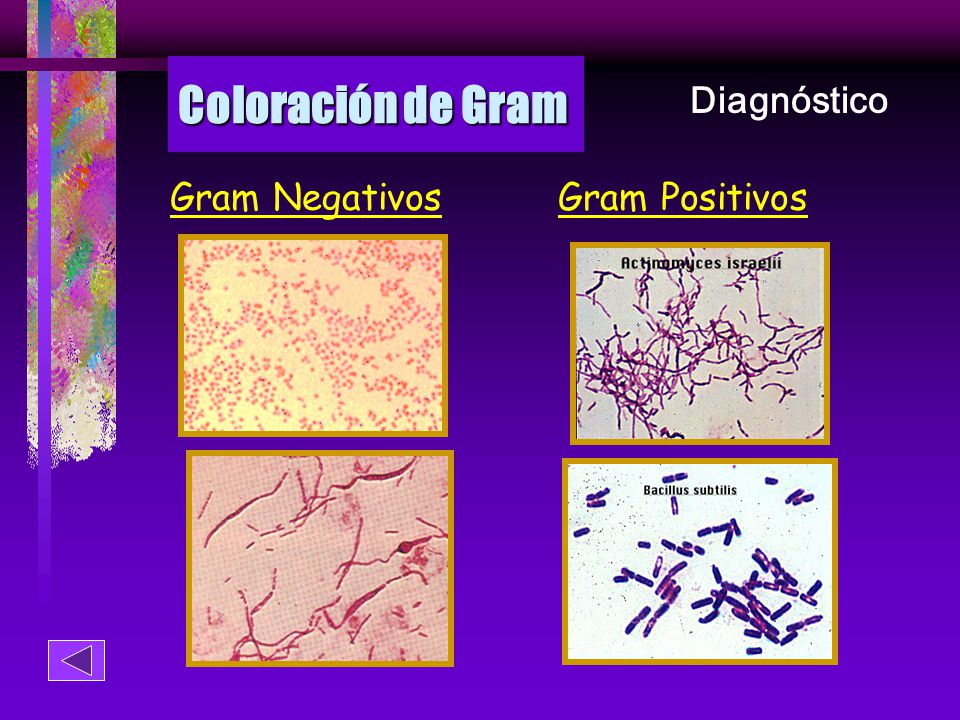 Coloración de Gram Diagnóstico Gram Negativos Gram Positivos