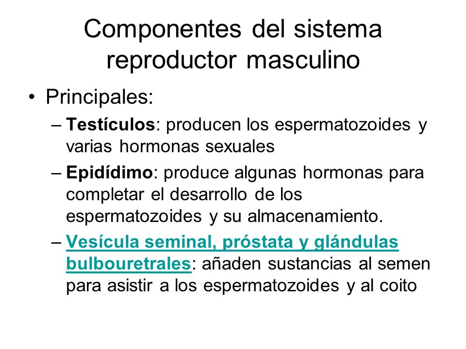 Componentes del sistema reproductor masculino