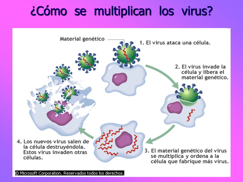 ¿Cómo se multiplican los virus