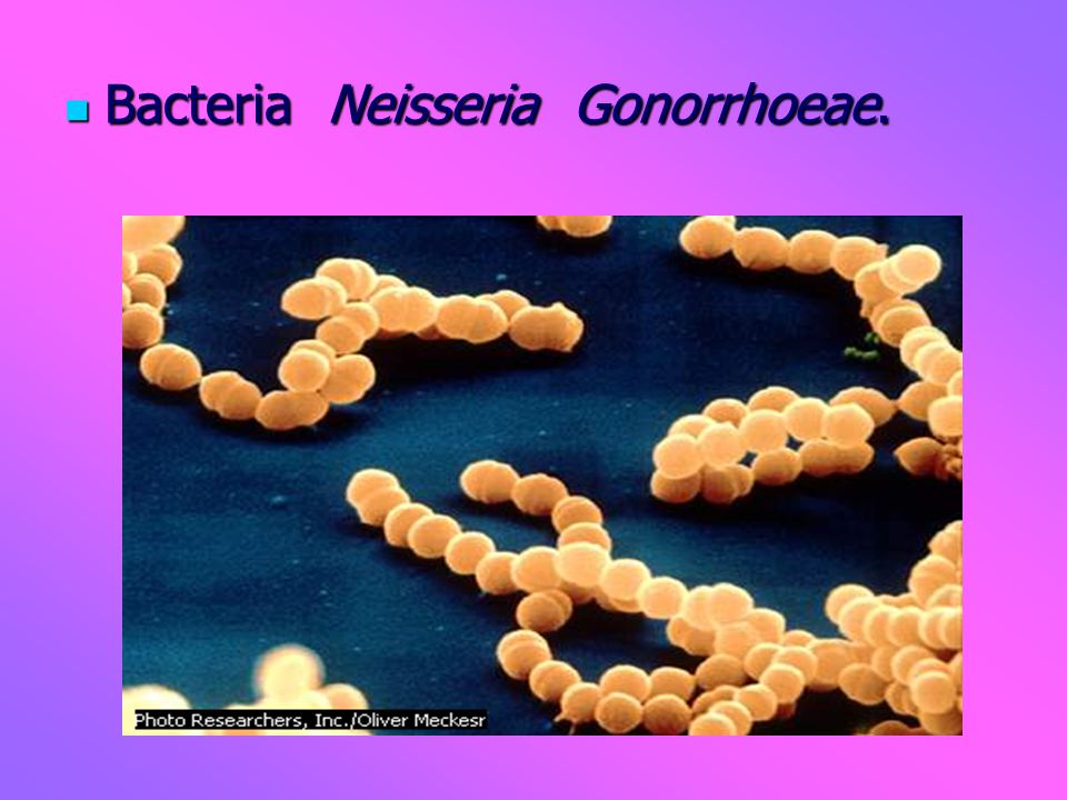 Bacteria Neisseria Gonorrhoeae.