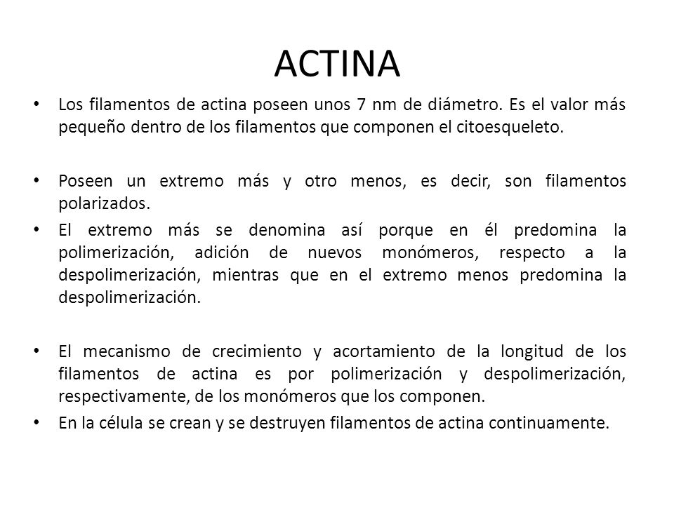 ACTINA Los filamentos de actina poseen unos 7 nm de diámetro. Es el valor más pequeño dentro de los filamentos que componen el citoesqueleto.