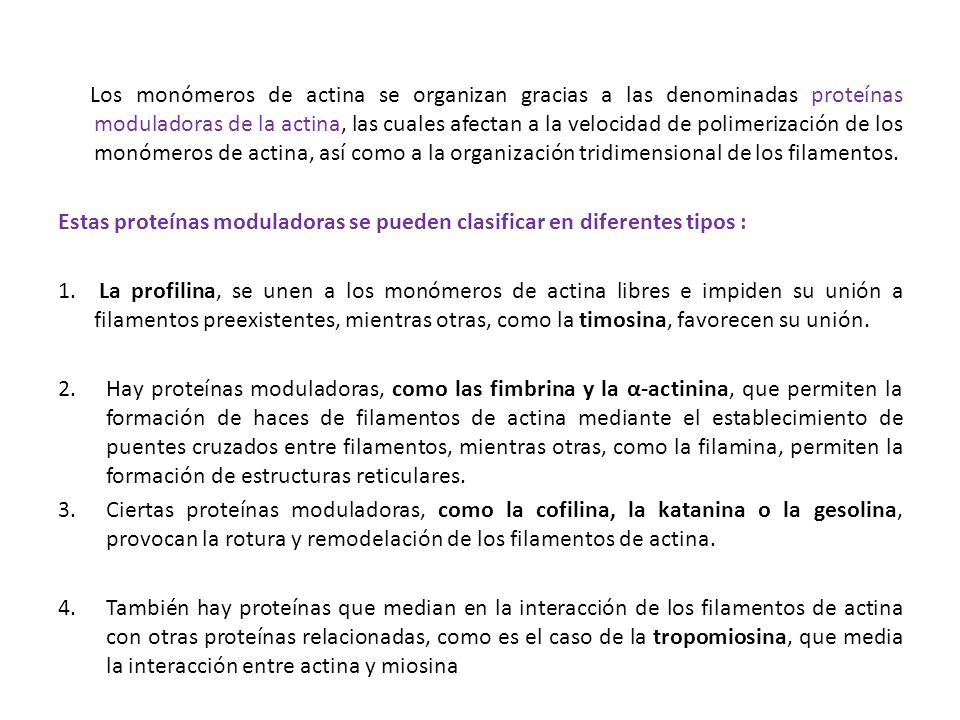 Los monómeros de actina se organizan gracias a las denominadas proteínas moduladoras de la actina, las cuales afectan a la velocidad de polimerización de los monómeros de actina, así como a la organización tridimensional de los filamentos.