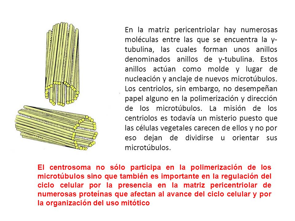 En la matriz pericentriolar hay numerosas moléculas entre las que se encuentra la γ- tubulina, las cuales forman unos anillos denominados anillos de γ-tubulina. Estos anillos actúan como molde y lugar de nucleación y anclaje de nuevos microtúbulos. Los centriolos, sin embargo, no desempeñan papel alguno en la polimerización y dirección de los microtúbulos. La misión de los centriolos es todavía un misterio puesto que las células vegetales carecen de ellos y no por eso dejan de dividirse u orientar sus microtúbulos.