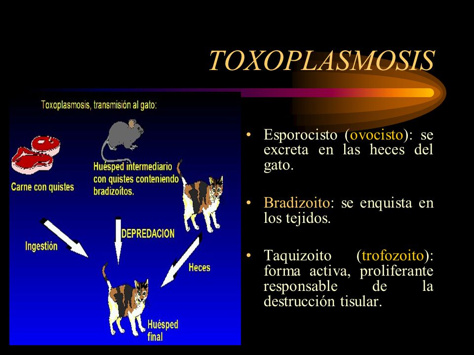 TOXOPLASMOSIS Esporocisto (ovocisto): se excreta en las heces del gato. Bradizoito: se enquista en los tejidos.