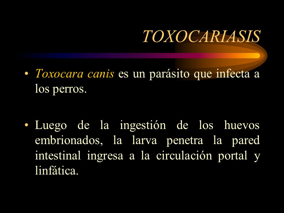 TOXOCARIASIS Toxocara canis es un parásito que infecta a los perros.