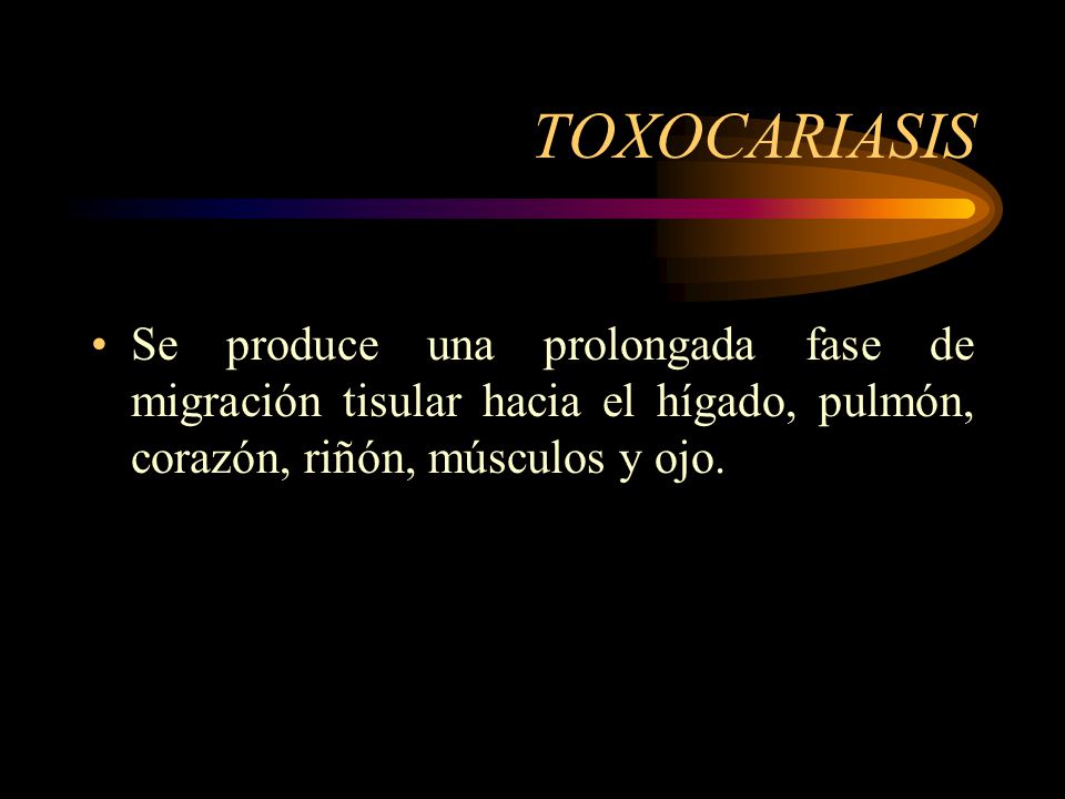 TOXOCARIASIS Se produce una prolongada fase de migración tisular hacia el hígado, pulmón, corazón, riñón, músculos y ojo.